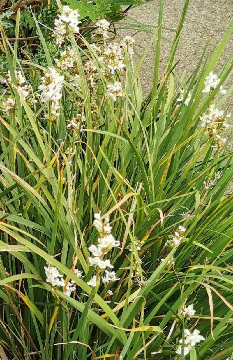 Fiore di raso del Cile 19