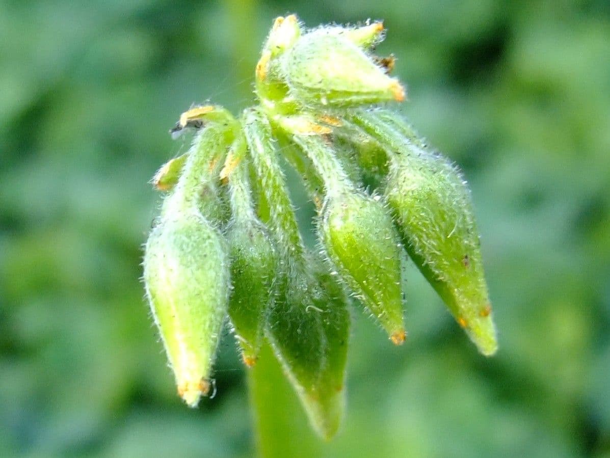 Vinagrera