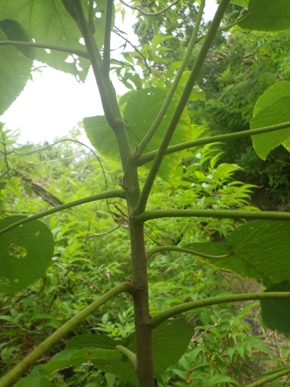 Dombeya 25