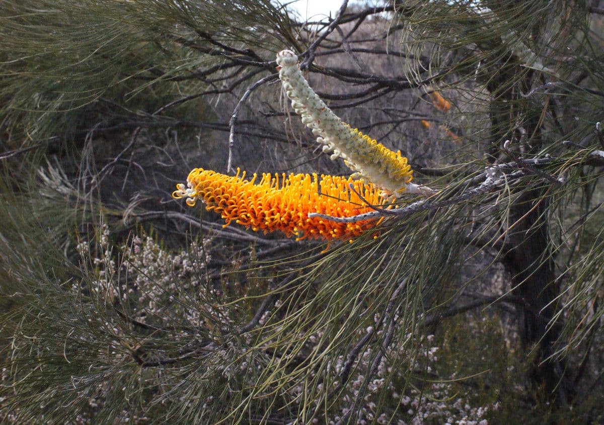 Grevillea 4