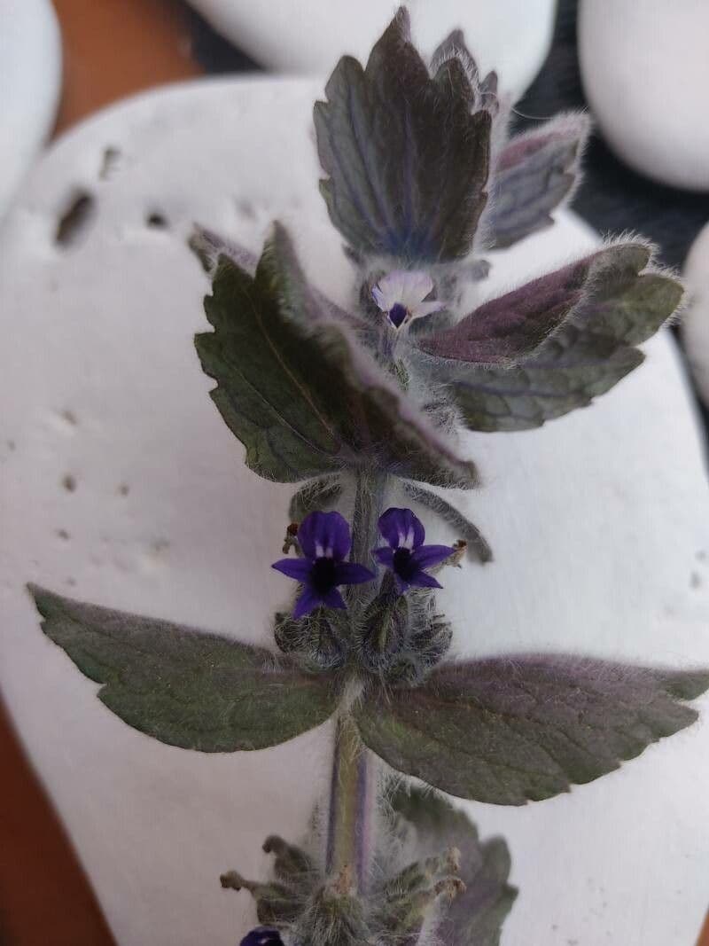 Ajuga orientalis 6