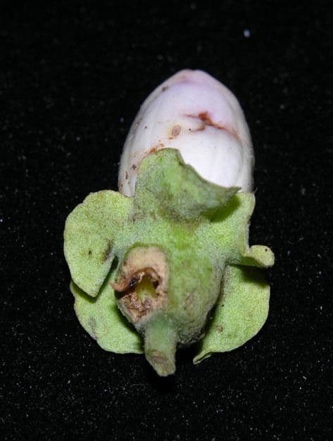Amphilophium paniculato 14