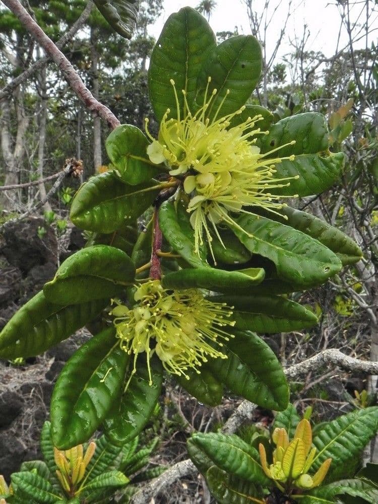 Xanthostemon sulfureo 5