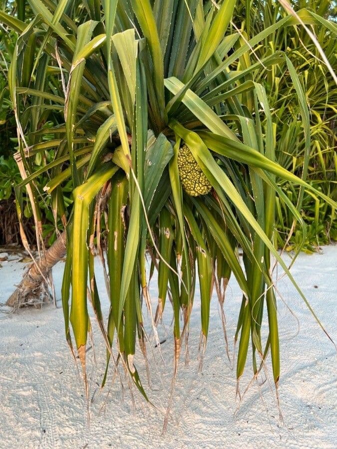 Pandanus tectorius 5