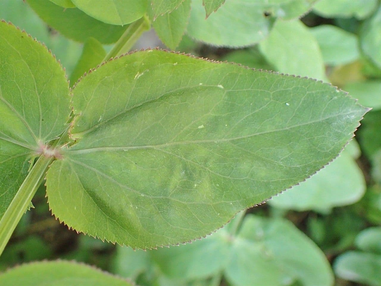 Celer svraštěný 15