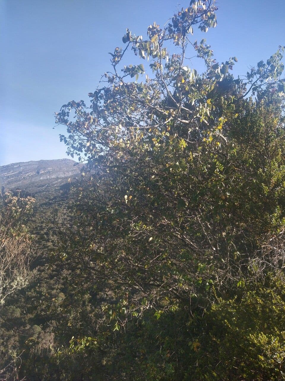 Vallea stipularis 3