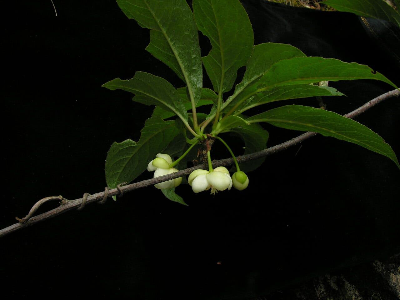 Großblütige Schusterpalme 13