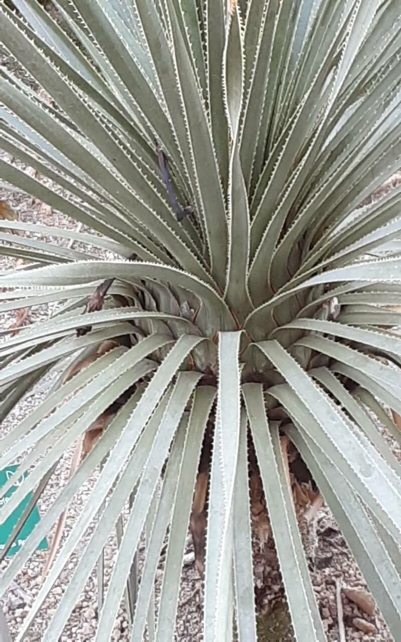 Dasylirion wheeleri 14
