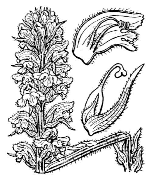 Orobanche