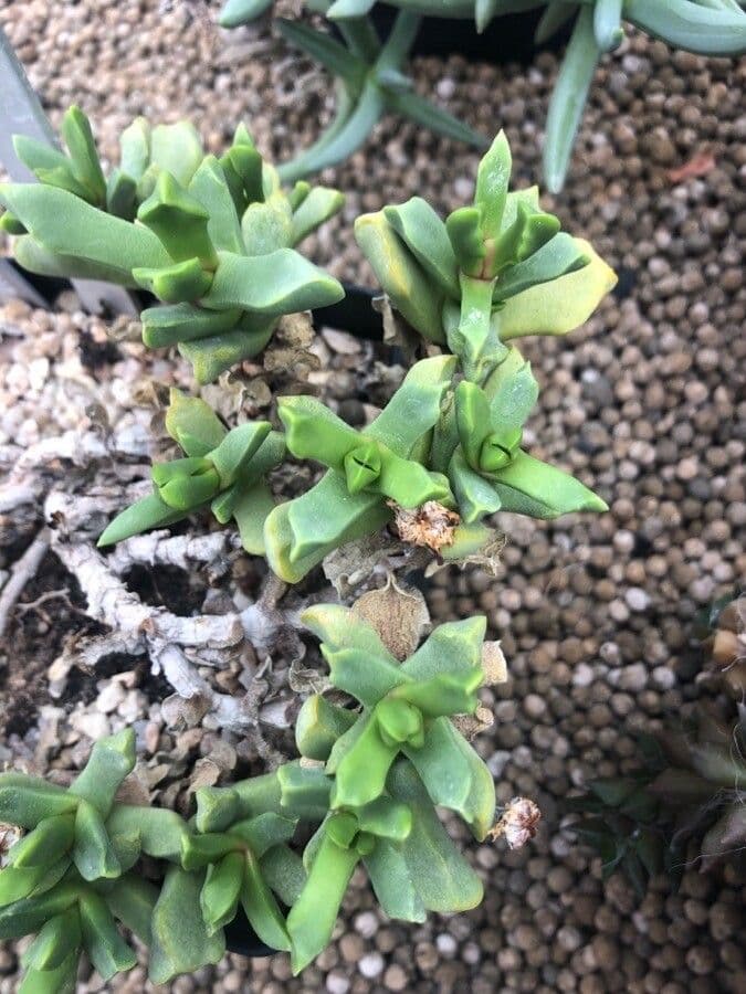 Dickblättrige Cerochlamys 2