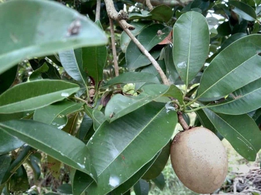 Sapodilla 18