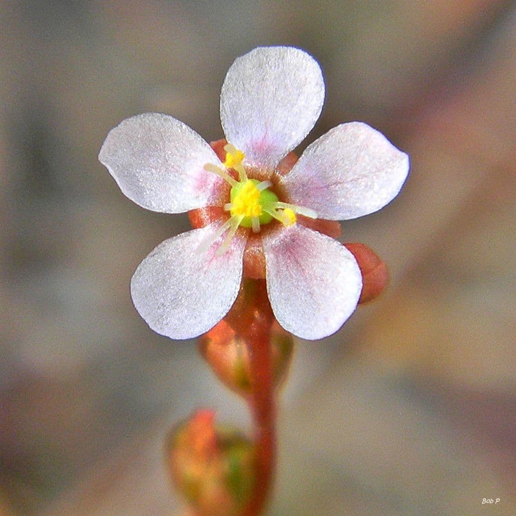 Drosera capillare 4