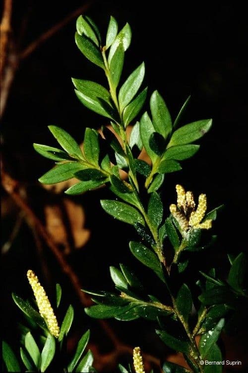 Retrophyllum 10
