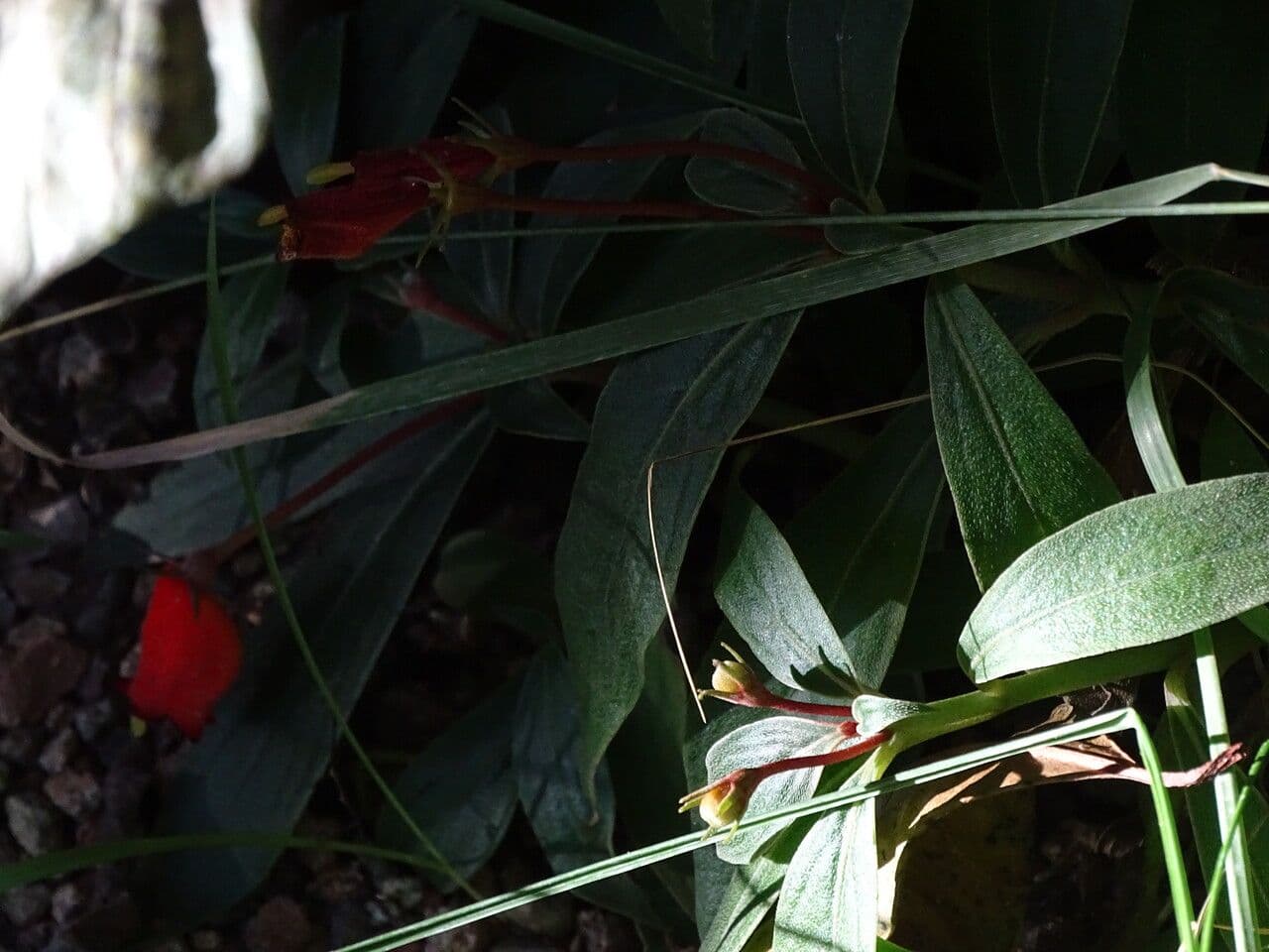 Seemannia 6