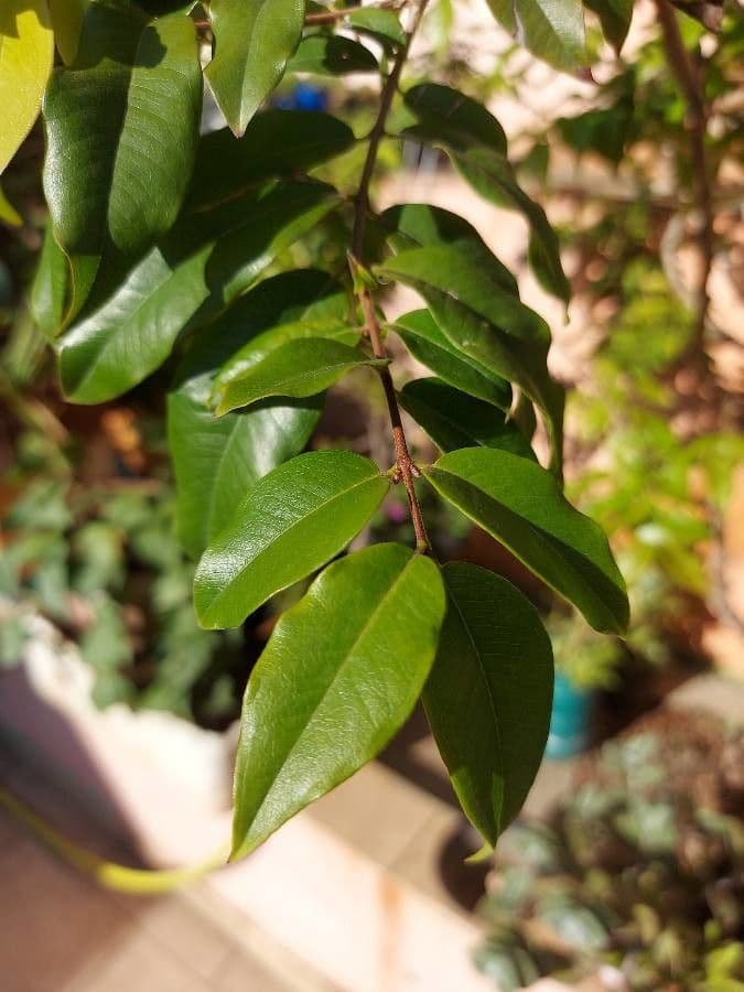 Jabuticaba 19