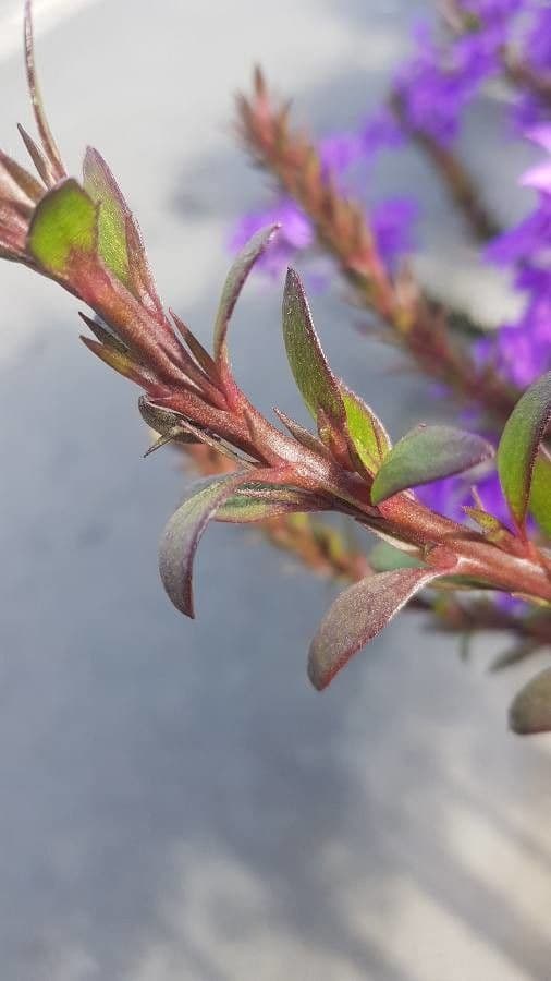 Scaevola 11