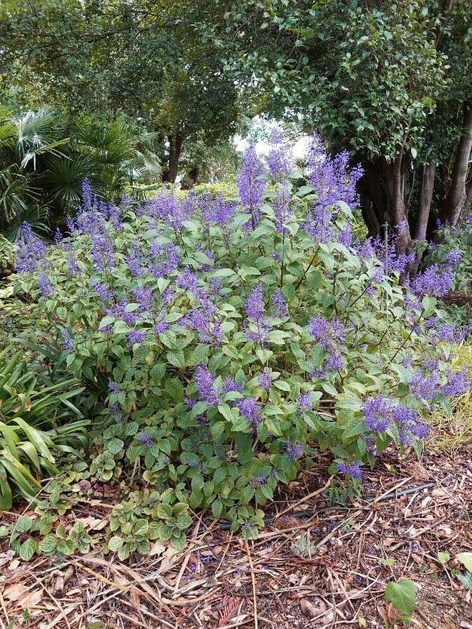 Plectranthus 8