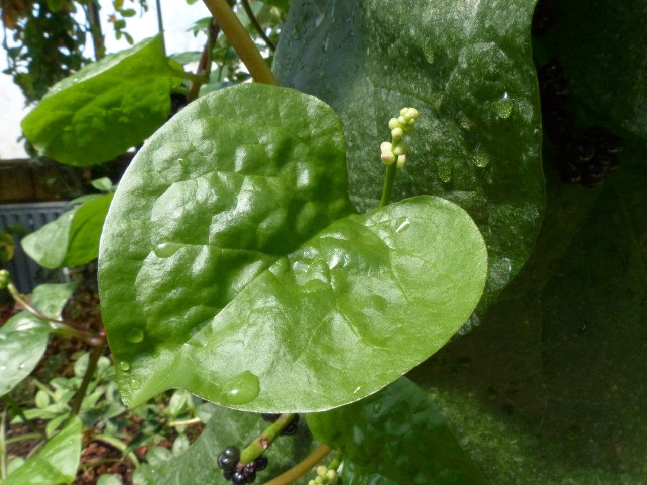 Spinacio indiano 10