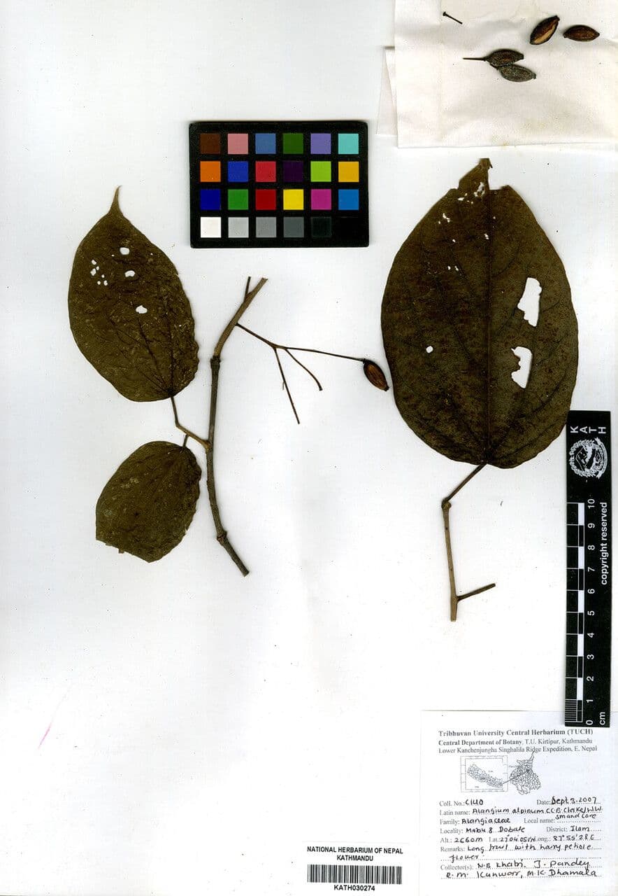 Alangium alpské 4