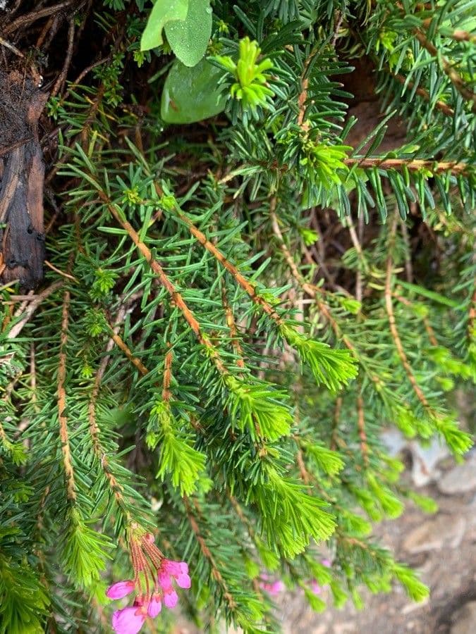 Phyllodoce rosata 11