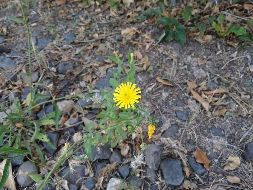 Radicchiella setolosa 12