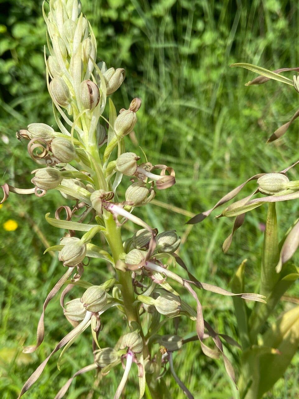 Barbone di capra 25