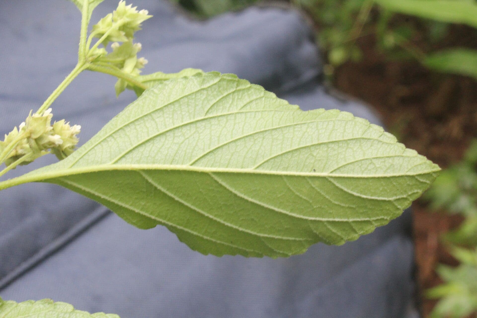 Lippia 19