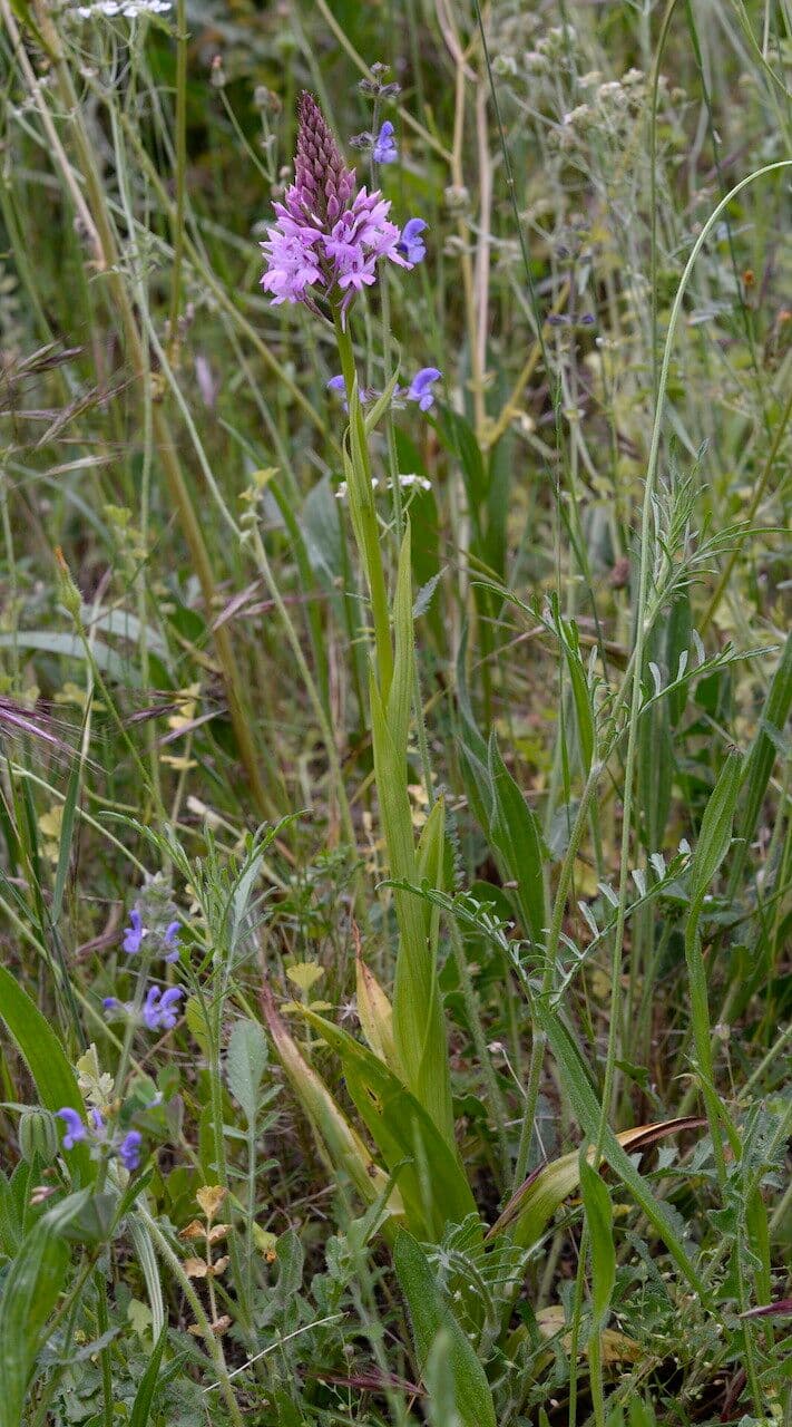 Orchis pyramidal 14