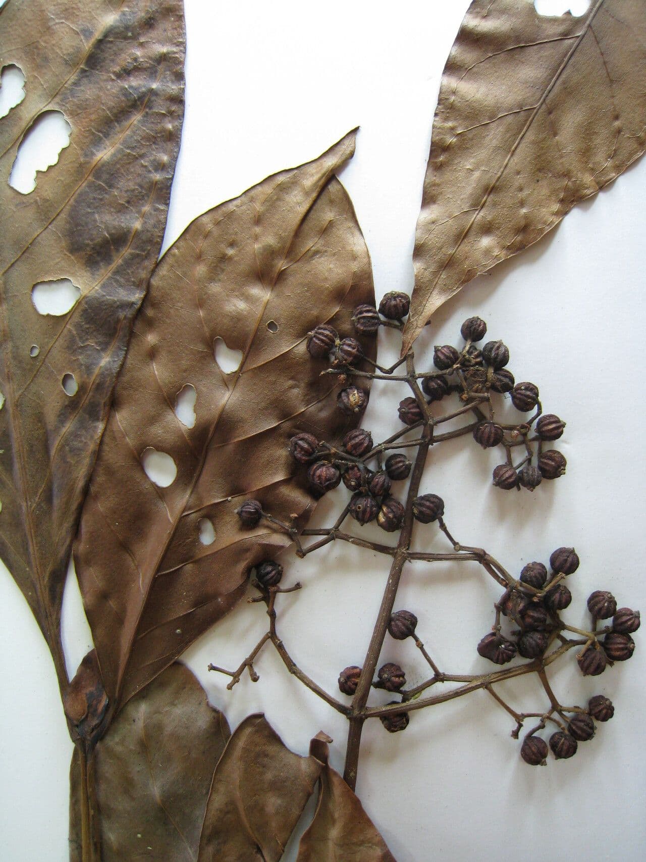 Psychotria mapourioides 3