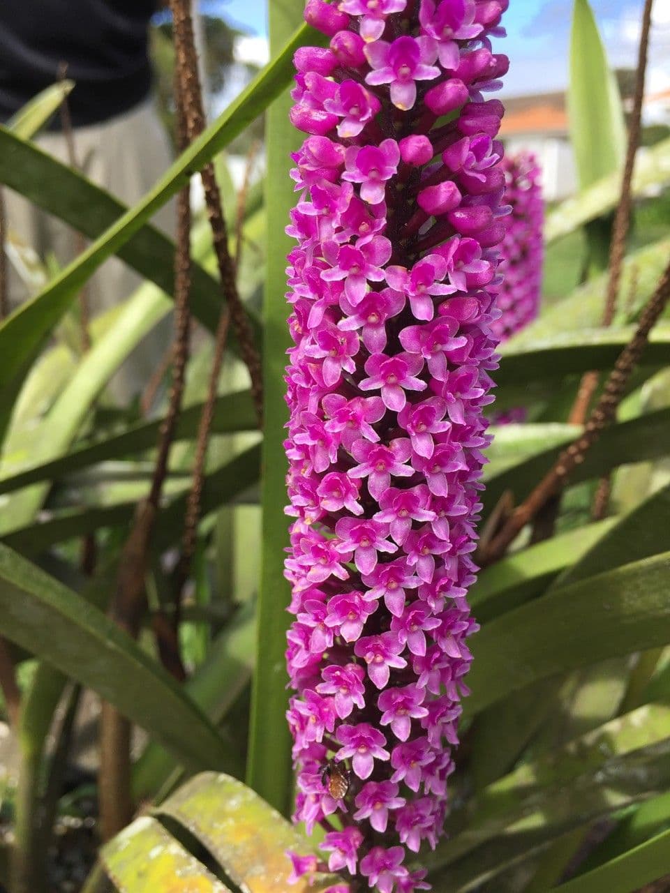 Arpophyllum