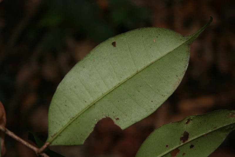 Myrcia 2