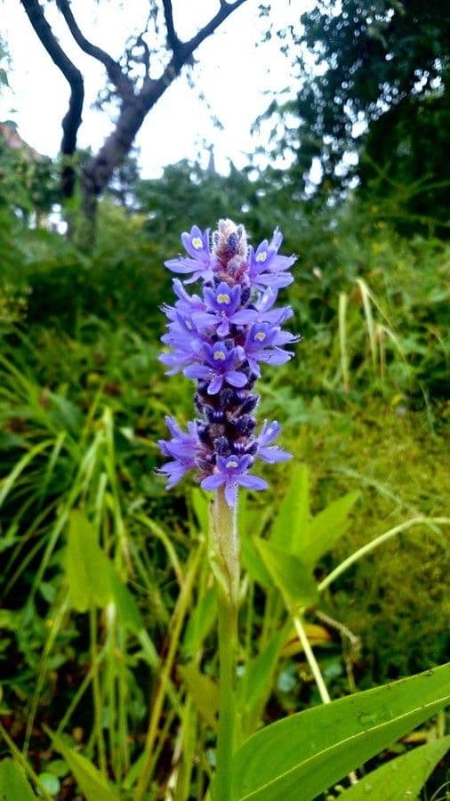 Pontederia 10