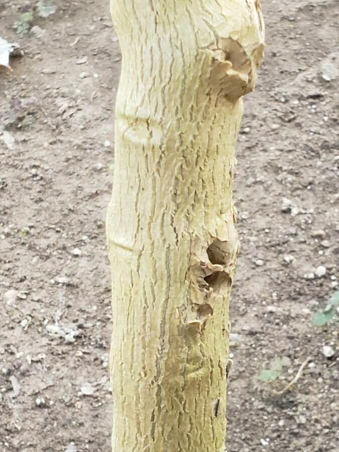 Engelstrompete 6
