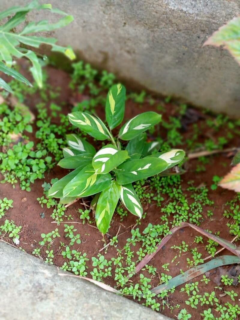 Ctenanthe