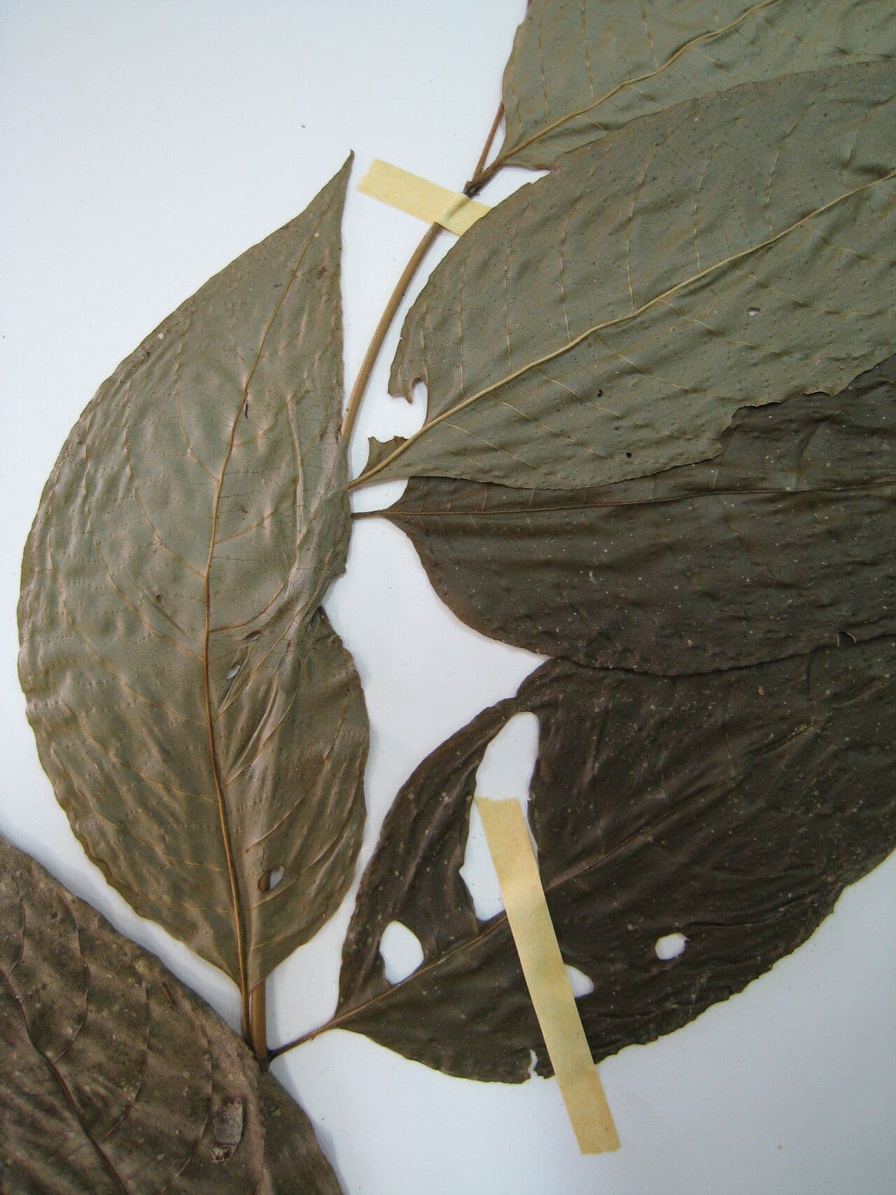 Palicourea croceoides 9