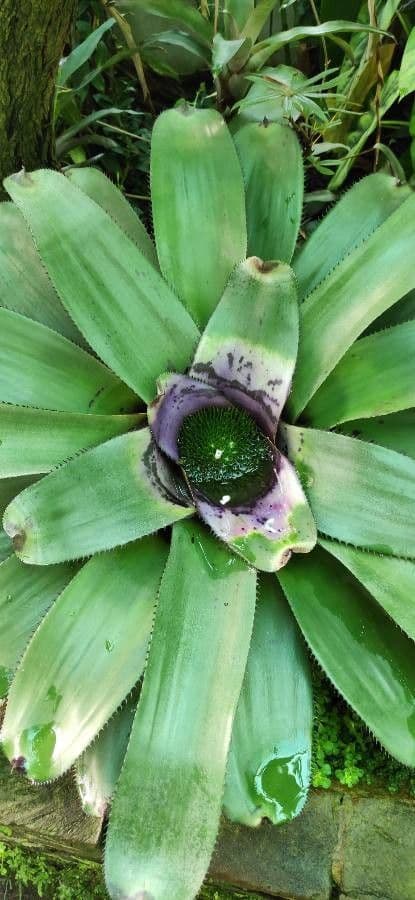Neoregelia 4