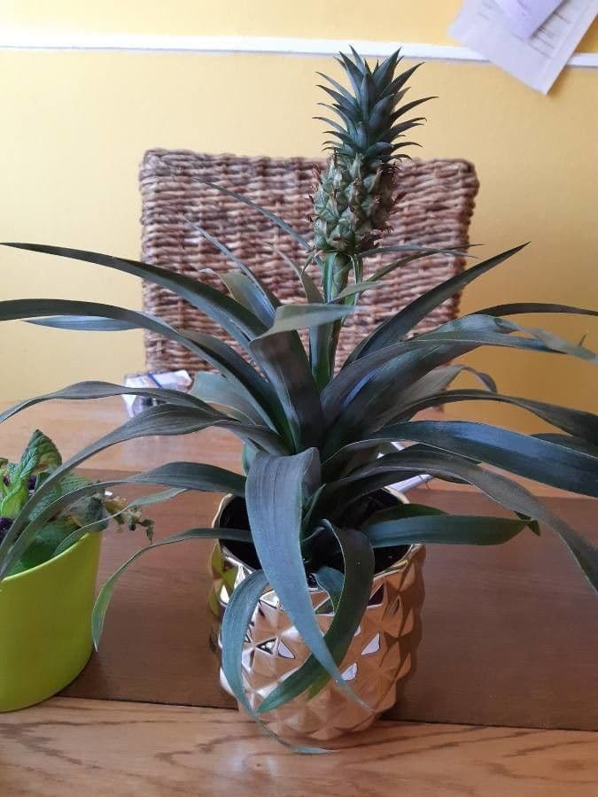 Ananas 30