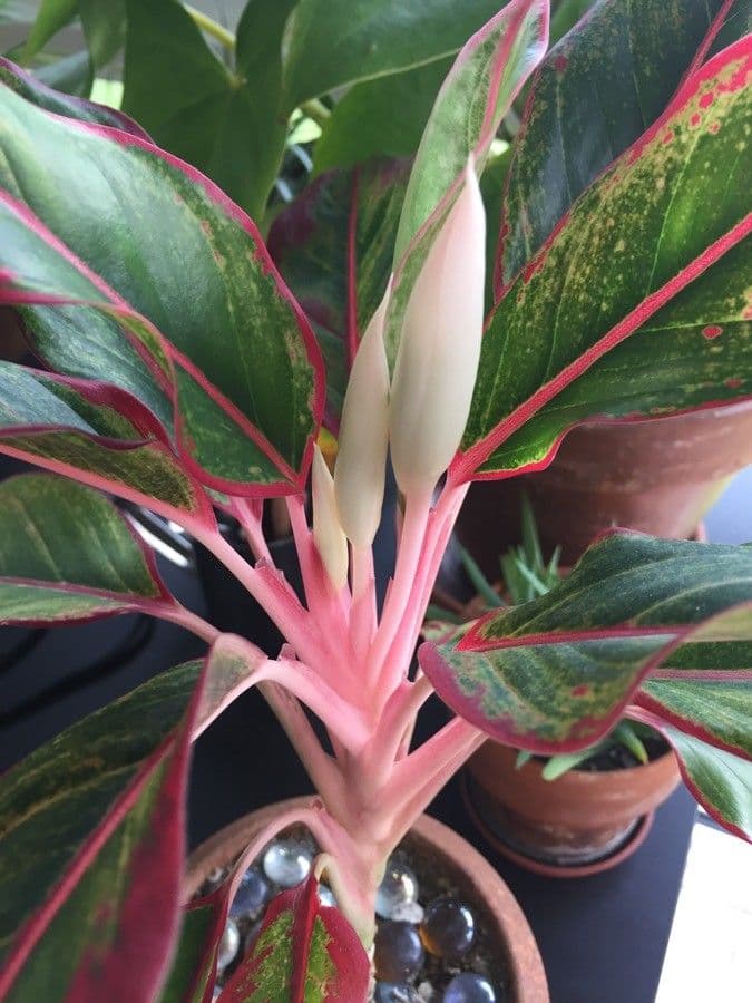 Aglaonema 6