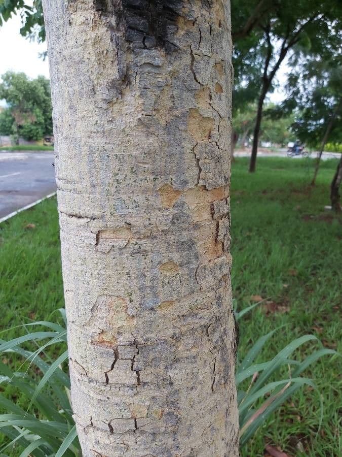 Baru 7