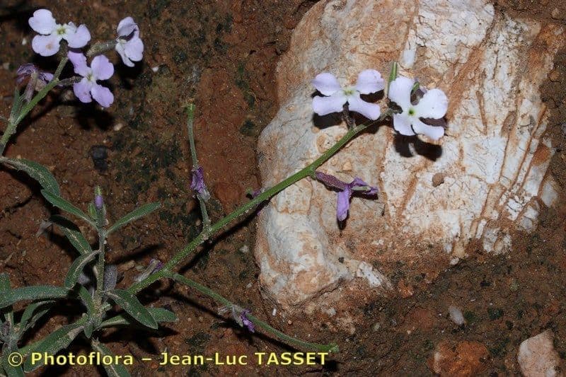 Matthiola 2