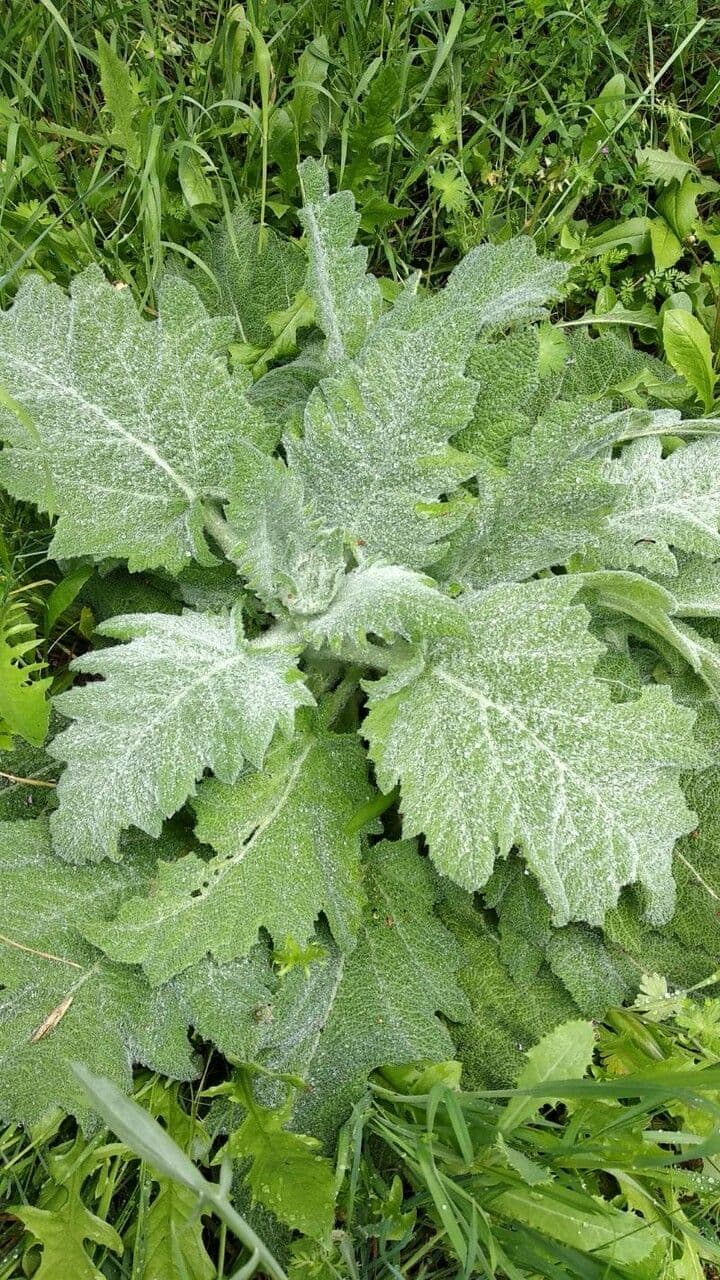 Salvia etiope 26