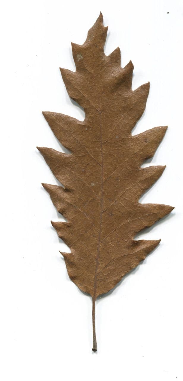 Zerreiche 27