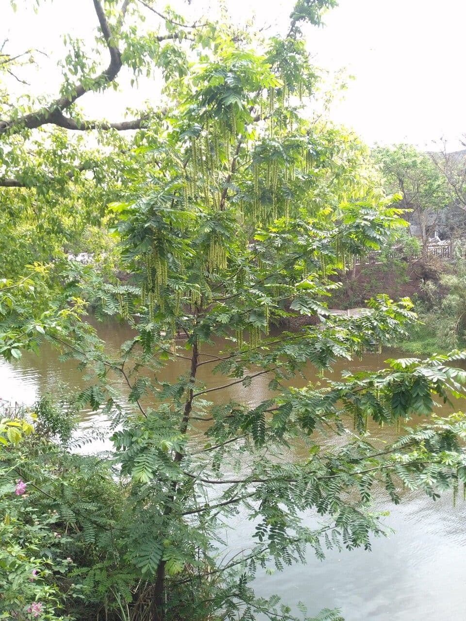 Pterokarya 14