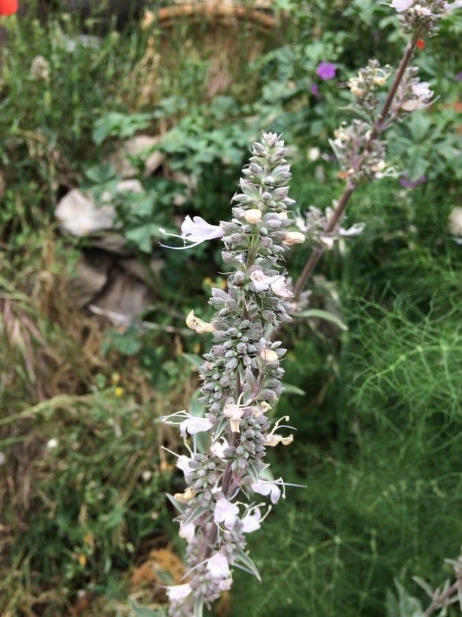 Salvia bianca 10