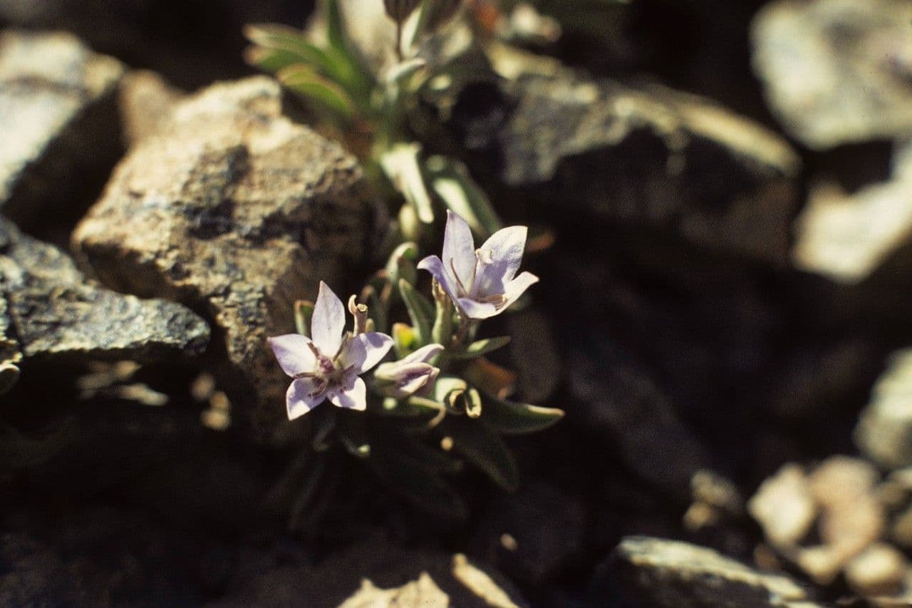 Campanula 2
