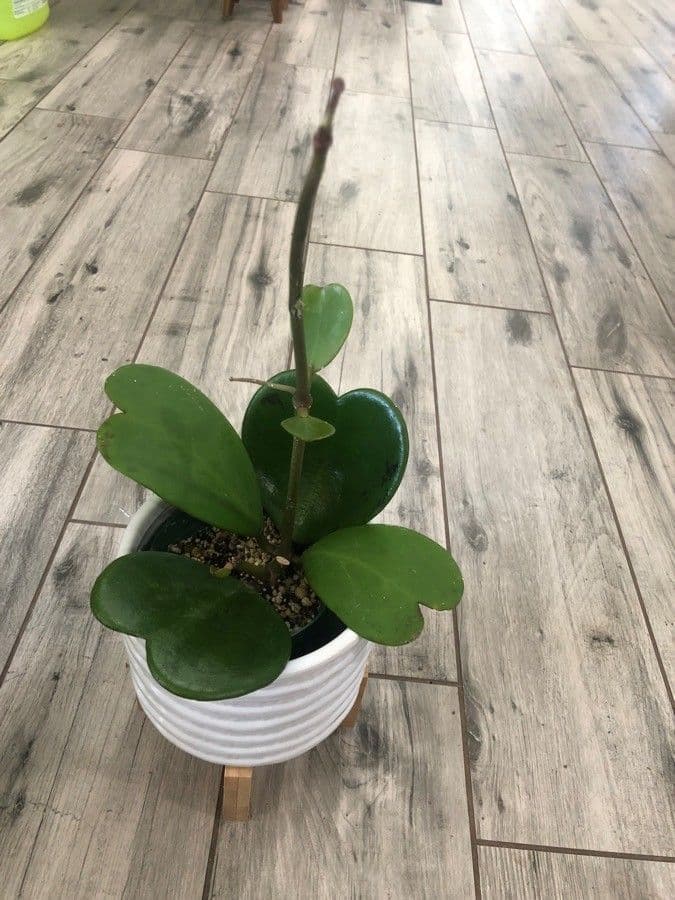 Hoya 9
