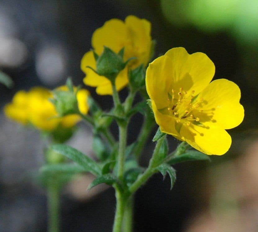 Potentilla di Brewer 2