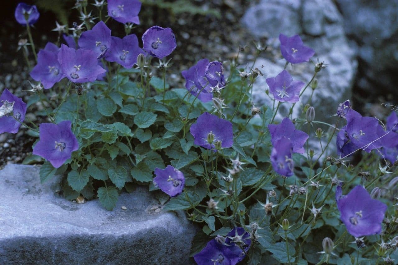 Campanula dei Carpazi 9
