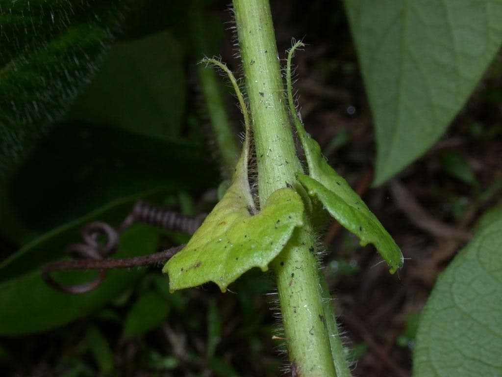 Passiflora 20