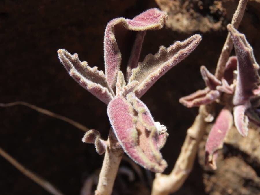 Kalanchoe 6
